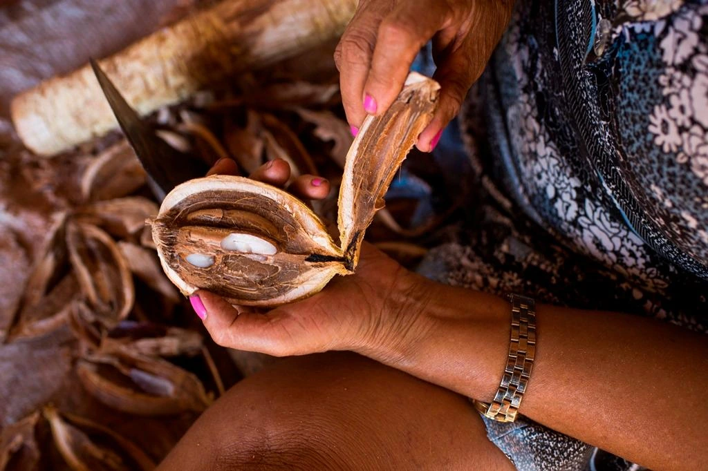 Quebradeiras de coco