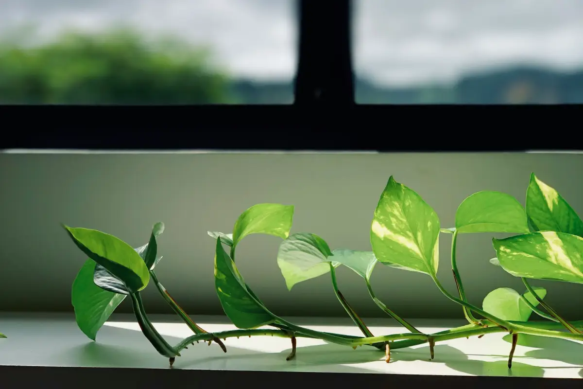 Fototropismo: como a luz molda suas plantas e o que isso diz sobre crescimento
